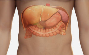 Органы брюшной полости исследуемые с помощью УЗИ