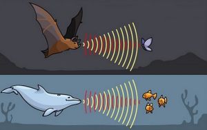 Ультразвук в природе используют летучие мыши и дельфины